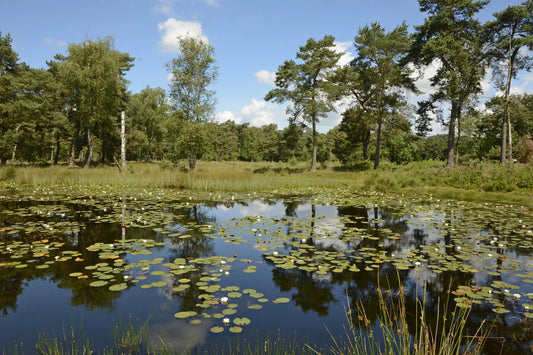 Het Limburgs Landschap - Ravenvennen